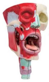 鼻、口、咽喉腔分解模型